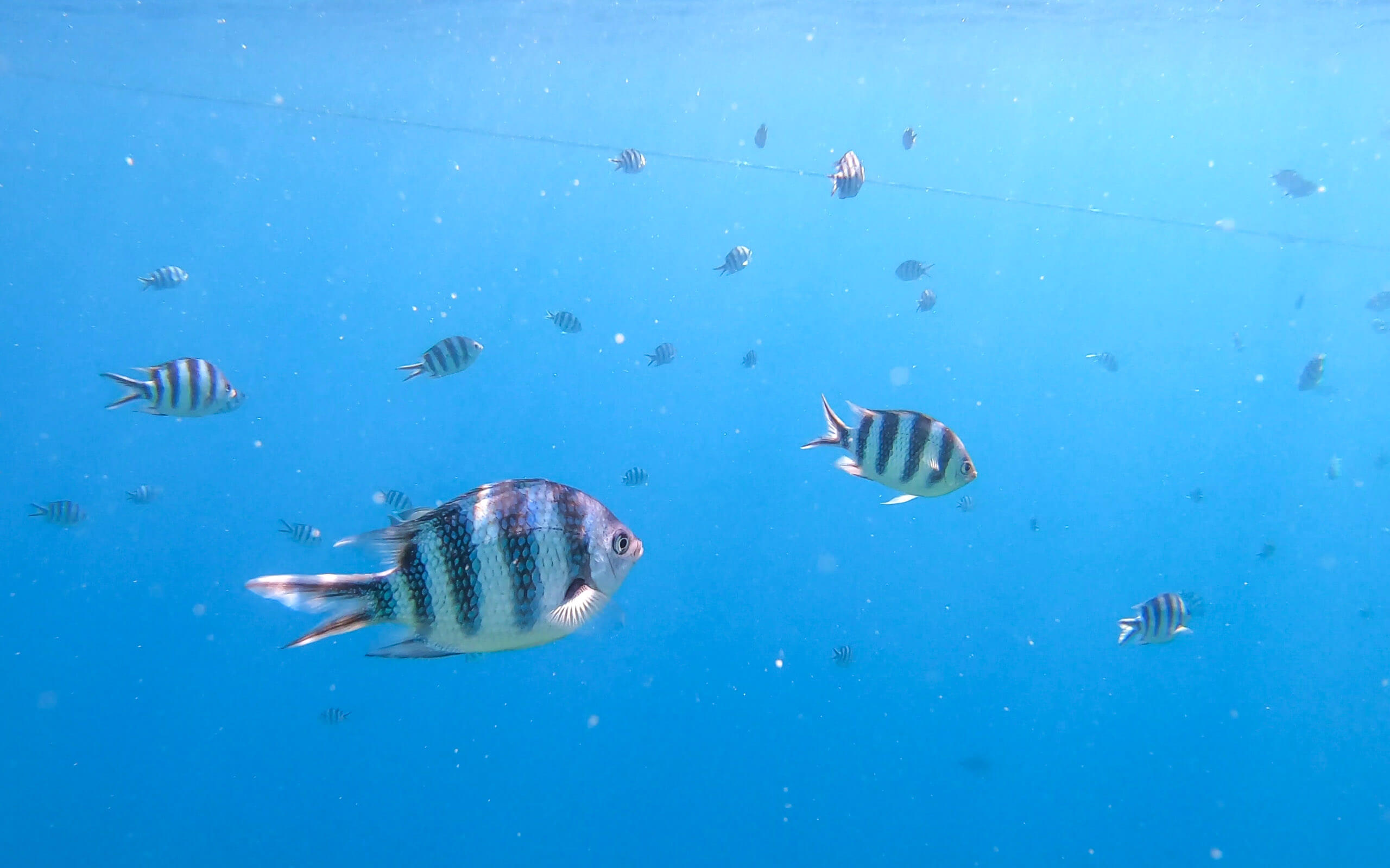 Snorkelling in the Rock Islands, Palau