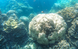 Snorkelling in the Rock Islands, Palau