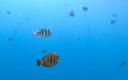 Snorkelling in the Rock Islands, Palau